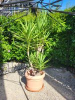 Grosse Yuca Palme