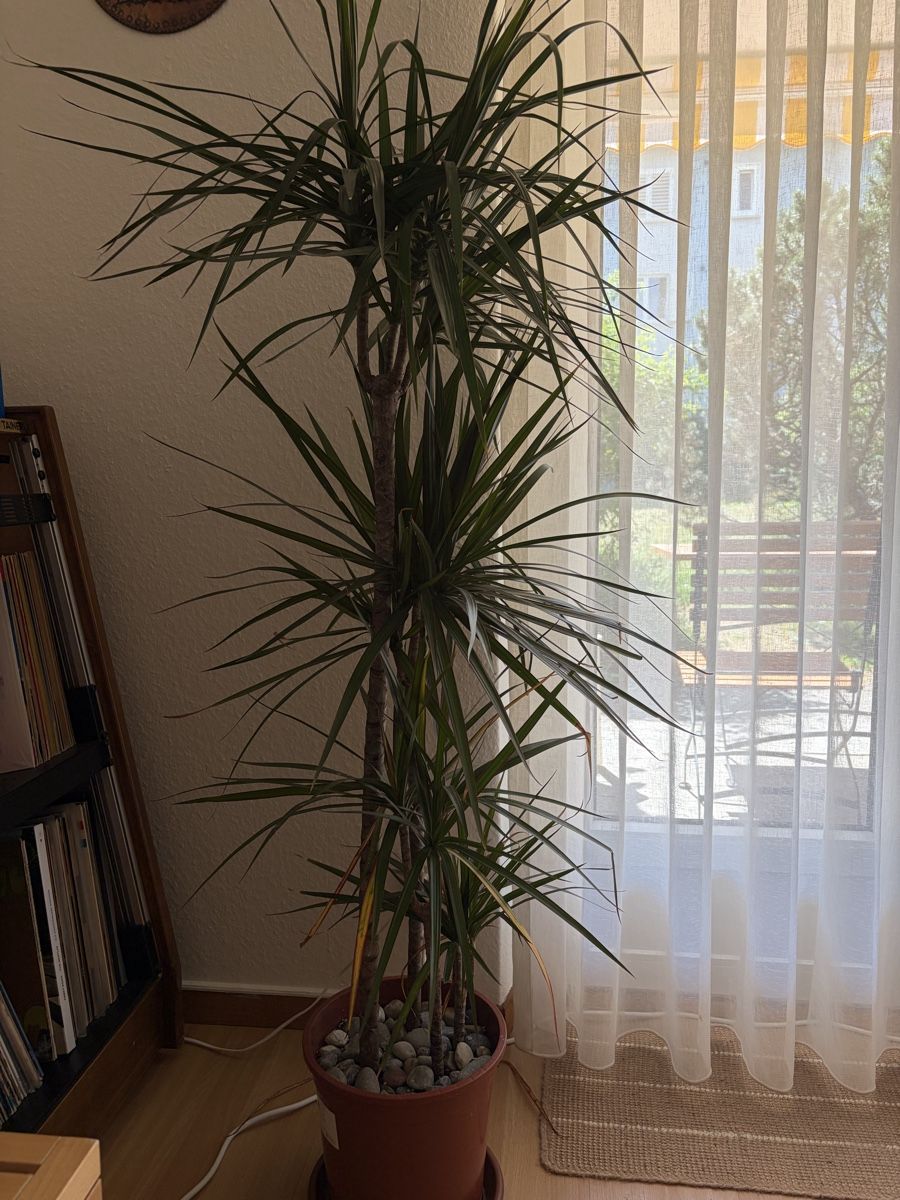 Plantes & graines: Drachenpalme/ Dracaena Palm – D'occasion à Zürich par ber_r6hd