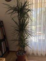 Drachenpalme/ Dracaena Palm
