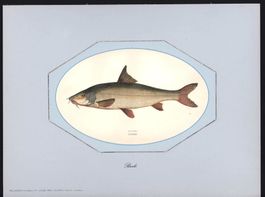 Barbe altkolorierter Holzstich von Couch 1864