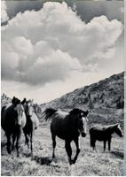 Pferde in den Hügeln, um 1970