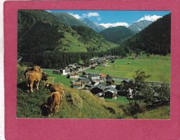 Oberwald Kühe 1990
