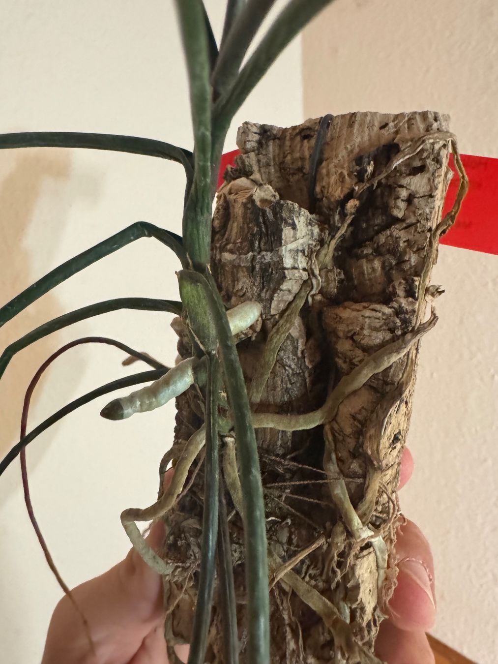 Plantes & graines: Holcoglossum kimballianum – D'occasion à Männedorf par mrclst 1