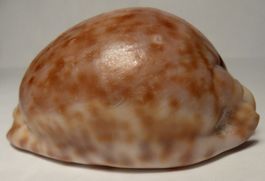 SEHR SELTENE CYPRAEA TRONA STERCORARIA,MUSCHEL-RUSTY-68,2 MM