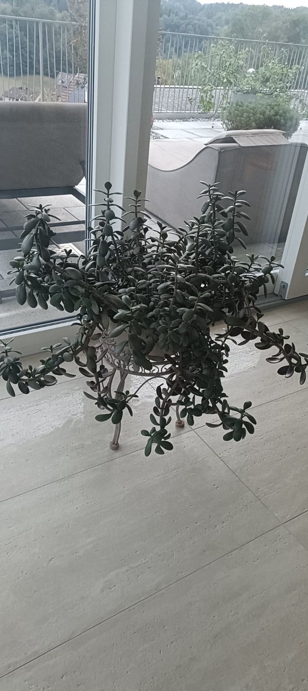 Pflanzen & Samen: Geldbaum mit Topf – Gebraucht aus Winterthur von ninoemi01 1