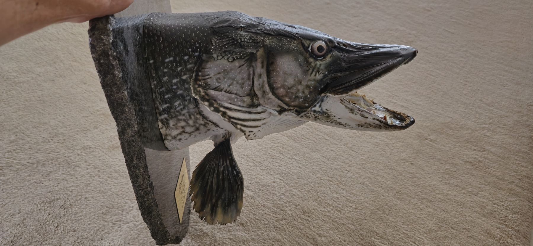 Il mondo degli animali: Brochet 1,28 m. 14,4 kg. – Nuovo (secondo la descrizione) da Brügg BE venduto da Podo10