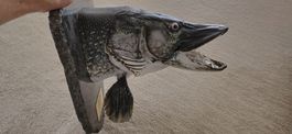 Brochet 1,28 m. 14,4 kg.