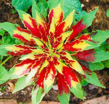Piante & sementi: 30 Samen Amarant dreifarbiger  “PERFECT – Nuovo e nell'imballaggio originale da Rovio venduto da POSITIFFARTandPLANTS 3