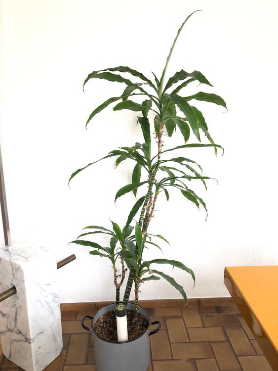 DUFTENDER DRACHENBAUM, indoorpflanze Kaufen auf Ricardo