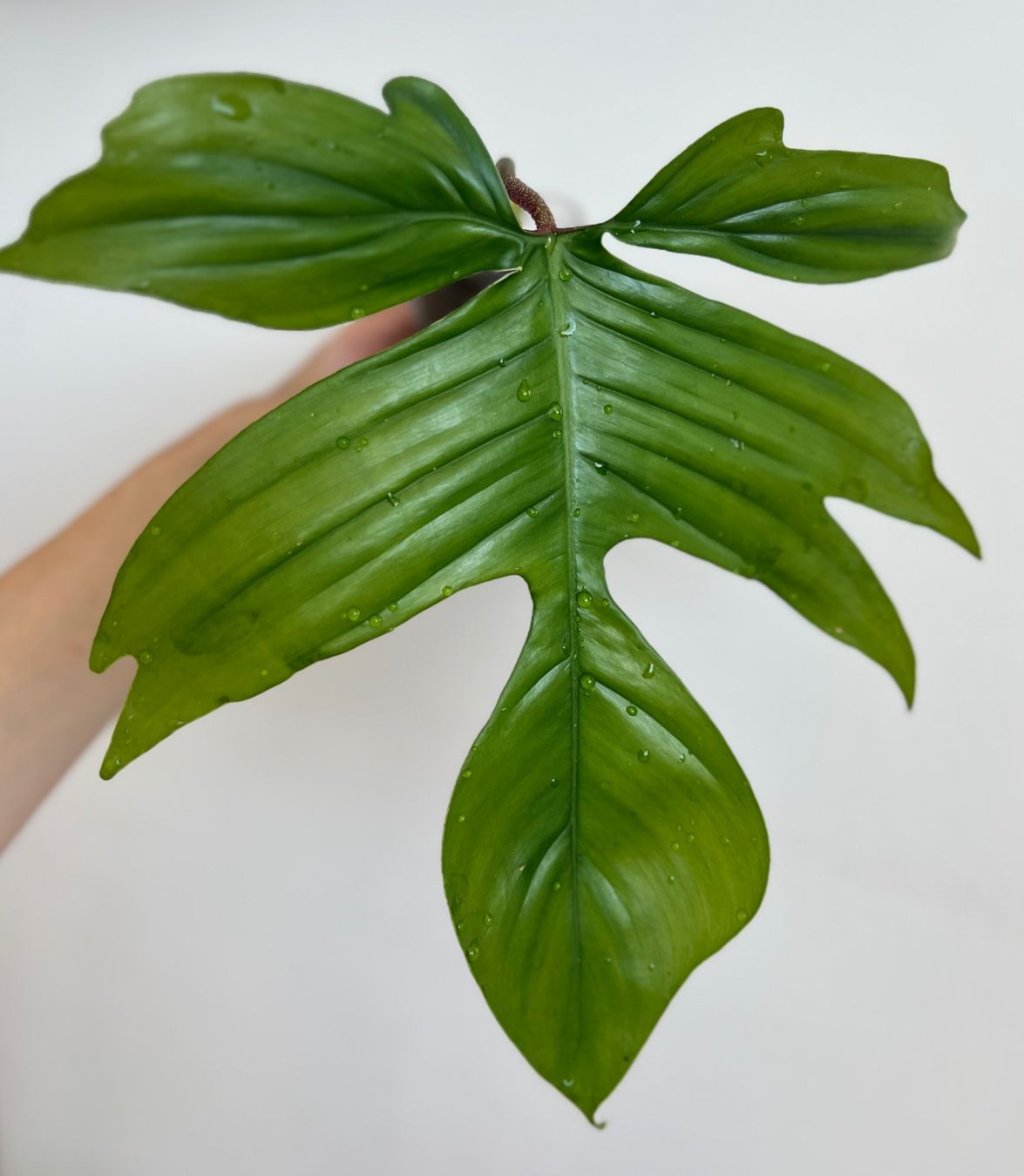 Plantes & graines: Philodendron Florida🤩 – D'occasion à Glattpark(Opfikon) par ste_n99y 1