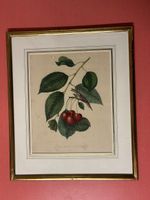 Kirsche Lithographie, gerahmt, Goldrahmen, Vintage Deko 🍒