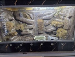 Terrarium aus Massivholz mit Rückwand