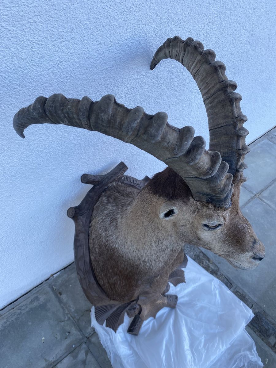 Welt der Tiere: Steinbock – Gebraucht aus Castiel von gamsli1000 7