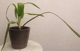 Yucca (45 cm inkl. Topf)