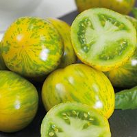 Green Zebra - Salattomate - 25 Samen