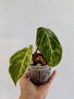 Philodendron Gloriosum ‘Snow Leopard’ 🐆🌿- variegated