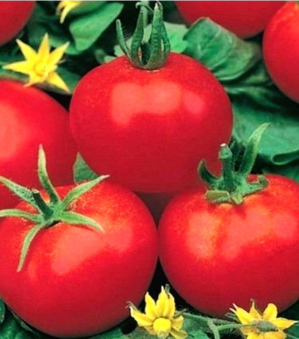 Piante & sementi: Ab 5.- fr 5 Samen Tomate "MONEYMAKER" – Nuovo e nell'imballaggio originale da Rovio venduto da POSITIFFARTandPLANTS 3