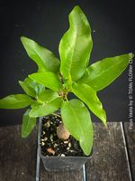 Ficus Vasta - seltener afrikanischer Feigenbaum aus Samen