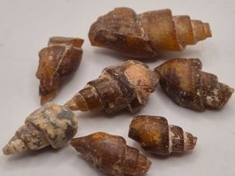 ⭐ LOT Versteinerte Turmschnecke Turritella Fossil  (2)