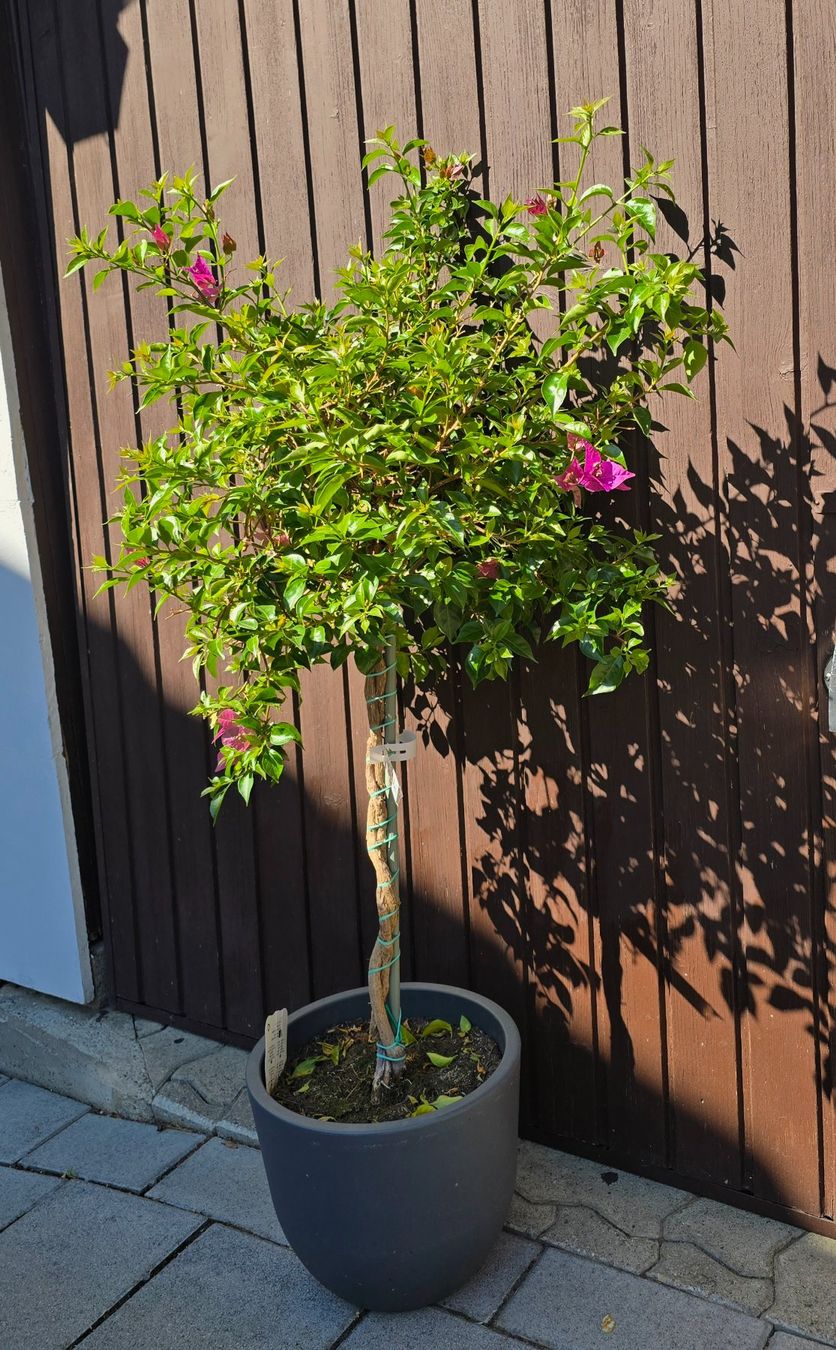 Piante & sementi: Wunderschöne Bougainvillea – Nuovo (secondo la descrizione) da Aarburg venduto da popkorn65 2