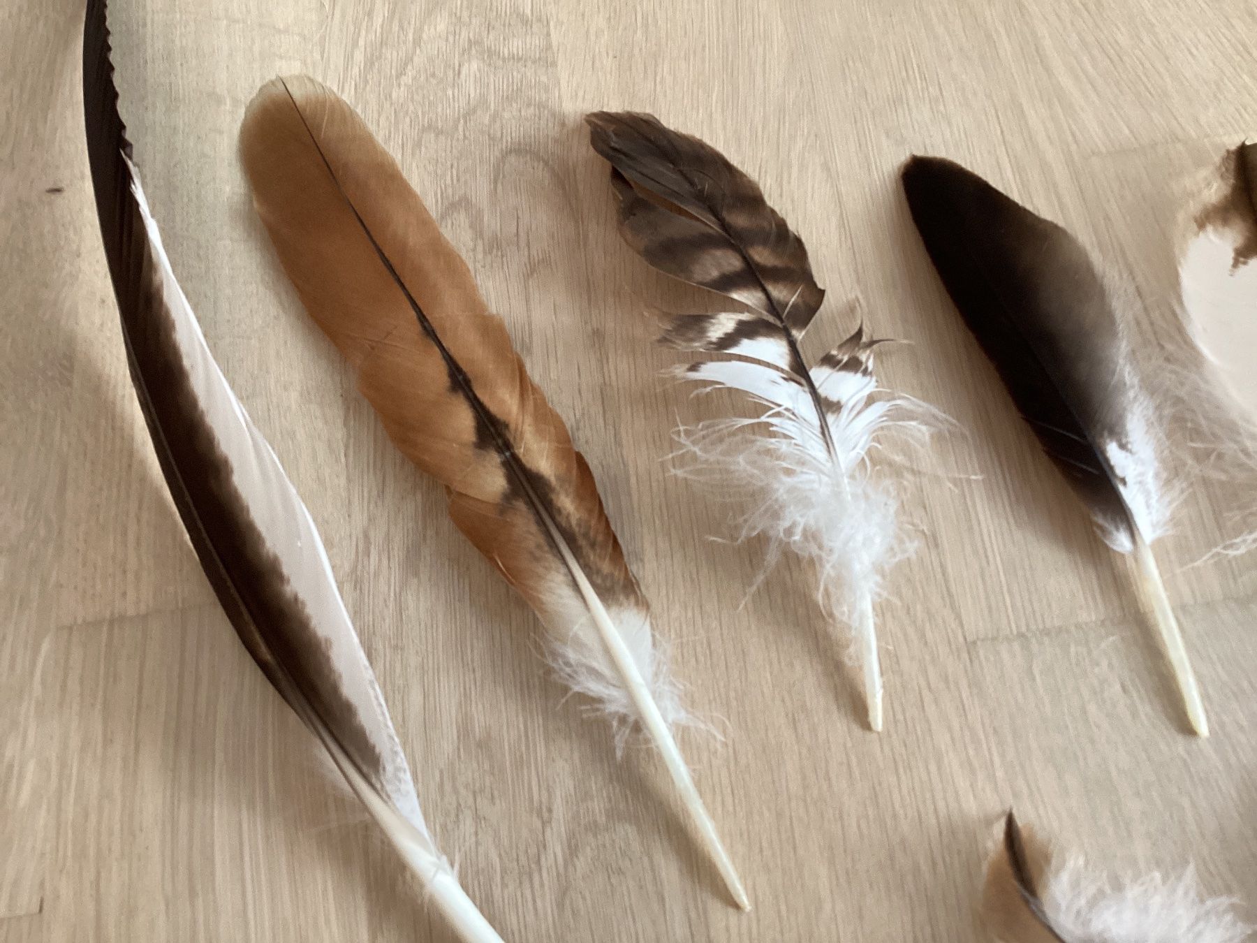 Welt der Tiere: Rotmilan und Mäusebussardfedern – Gebraucht aus Flawil von Barschfreak 3