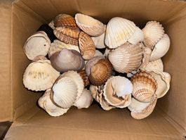 Muscheln, Lavagestein und Ostseeglas