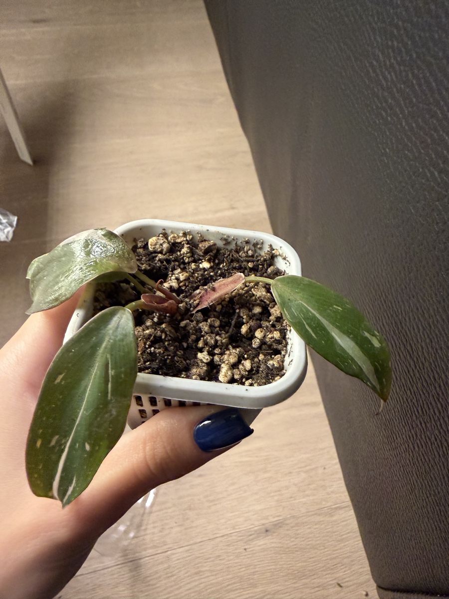 Plantes & graines: Philodendron Red Anderson – Neuf avec emballage d'origine à Wikon par alessiadacosta7