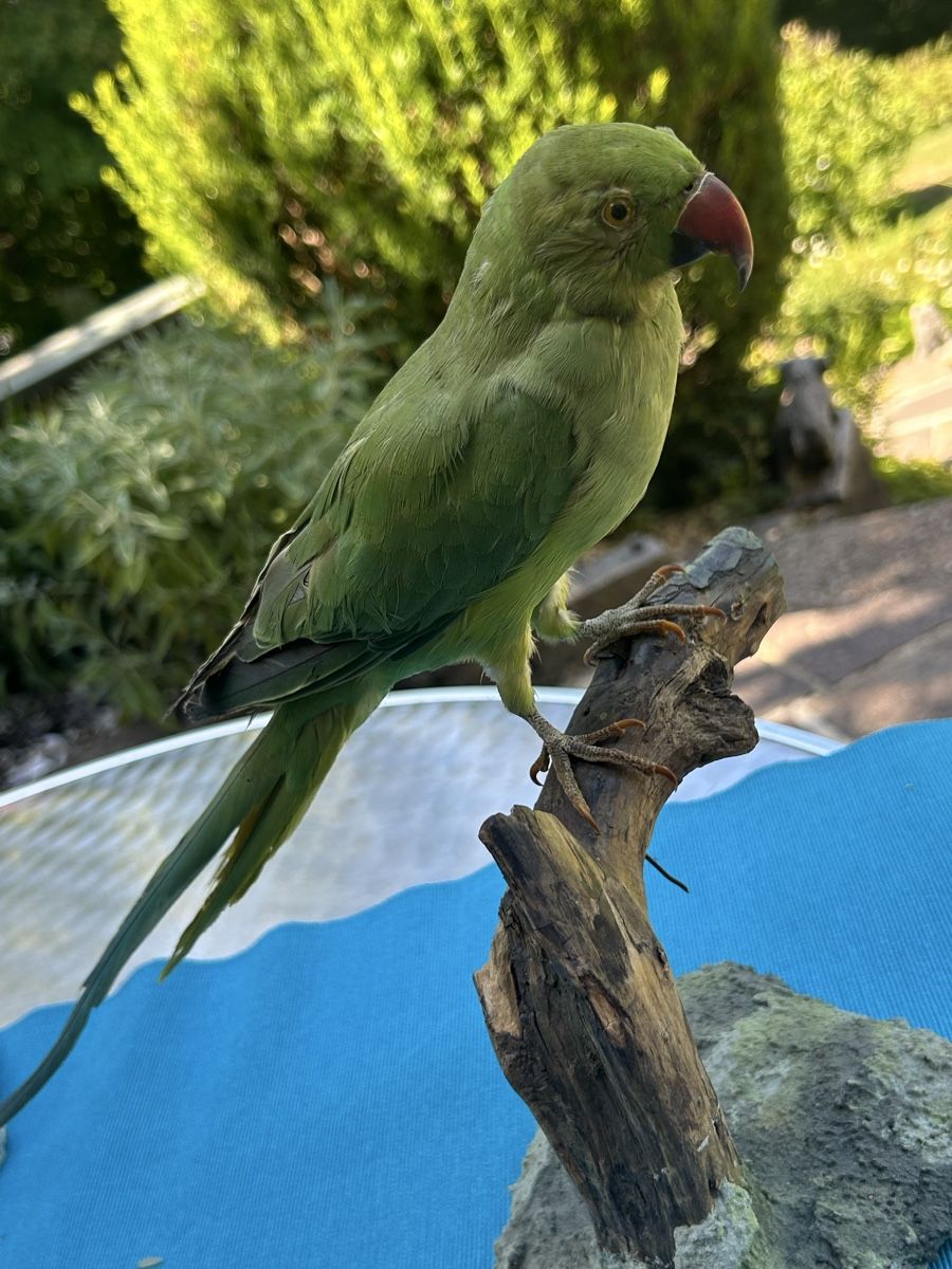 Welt der Tiere: Ausgestopfter Vogel Halsbandsittich – Gebraucht aus Langnau am Albis von Nechi 2