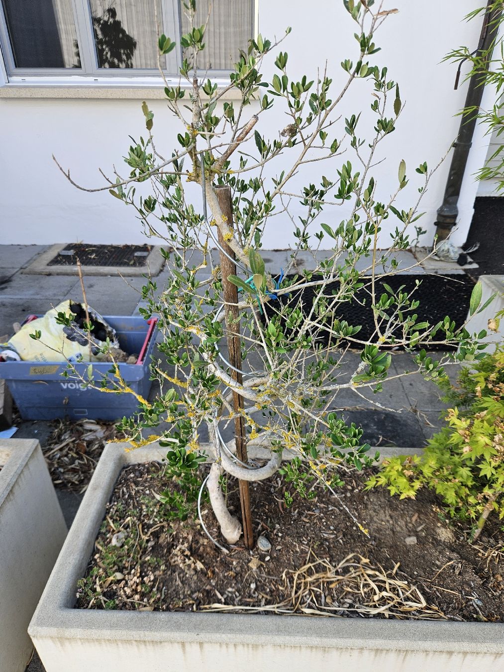 Pflanzen & Samen: Olivenbaum (Fruchtlos) – Gebraucht aus Oberbipp von larycrash