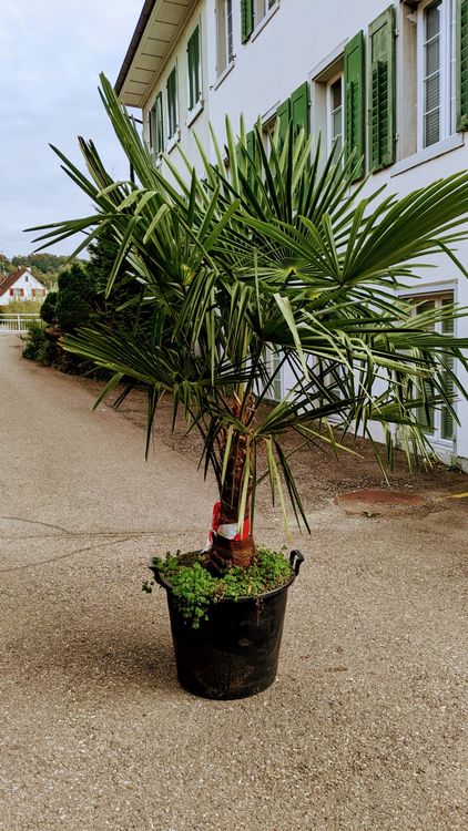 Tessinerpalme Hanf Palme Schweizer Zucht 2.2m 60cm Stamm Kaufen auf