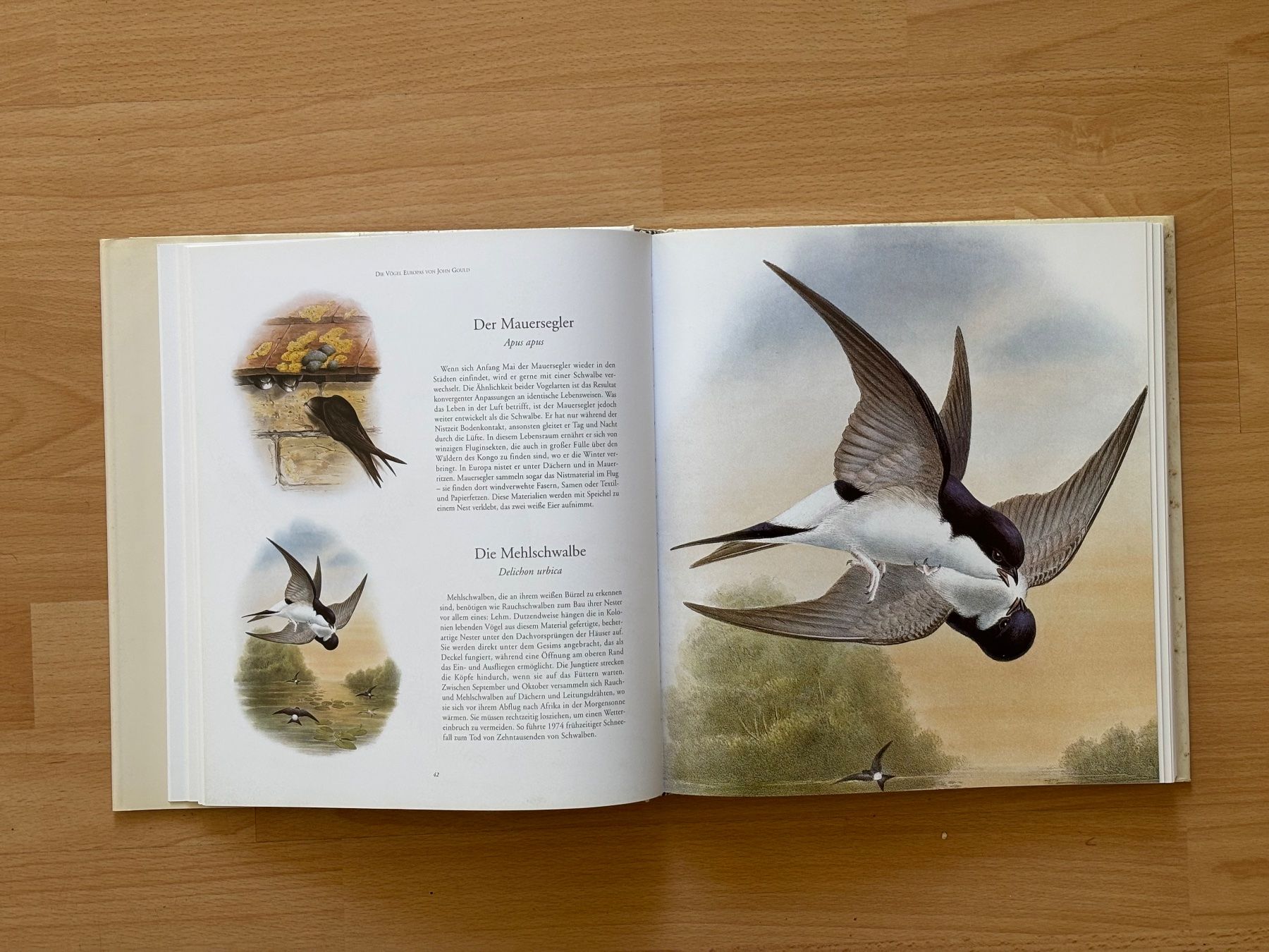 Libri: Die Vögel Europas von John Gould – Usato da Zürich venduto da Masaiti 4