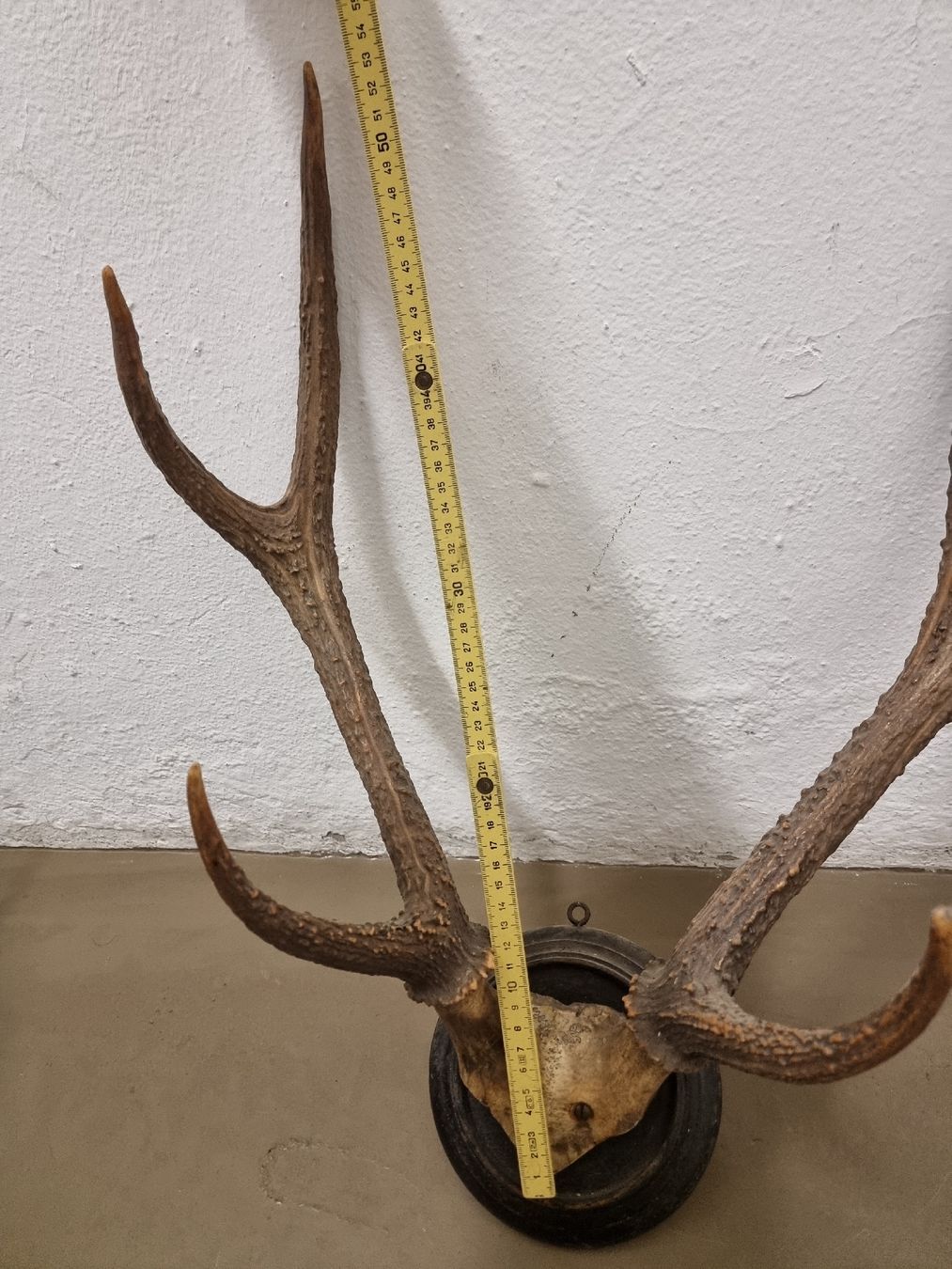 Welt der Tiere: Hirschgeweih auf Holzschild, Wanddekoration, Jagdtrophäe. – Gebraucht aus Olten von Mezopotamya 7