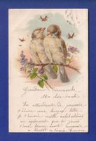 OISEAU - Moineau // pli //