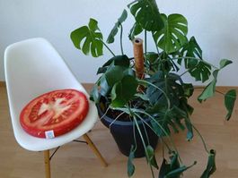 Monstera Zimmerpflanze Fensterblatt Pflanze Grün