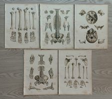 Lot antike KNOCHEN Stahlstiche MEDIZIN Wissenschaft um 1860