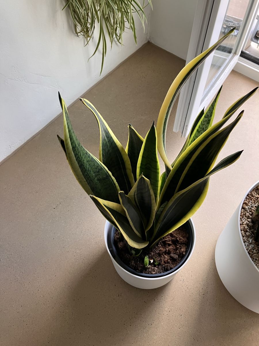 Piante & sementi: Schwiegermutterzunge/Bogenhanf/Sansevieria – Usato da Avenches venduto da ChristinaW0102 5