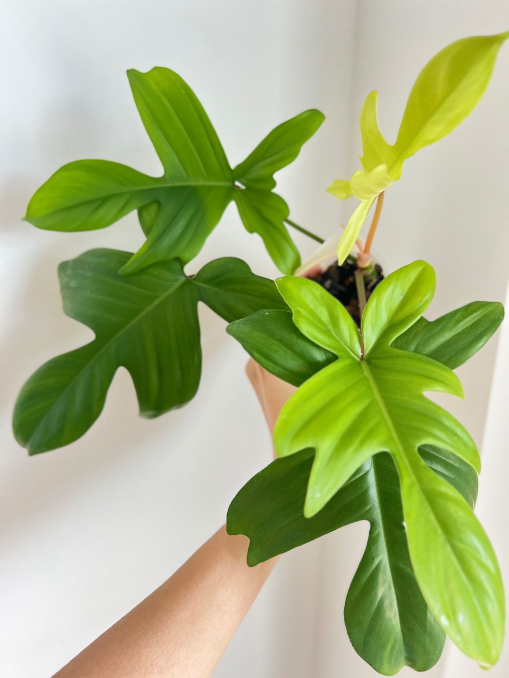 Piante & sementi: Philodendron Florida Ghost💚 – Usato da Glattpark(Opfikon) venduto da ste_n99y