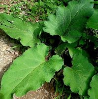 Therapeutische Superpflanze: GEWÖHNLICHE KLETTE 30-50cm (Hei