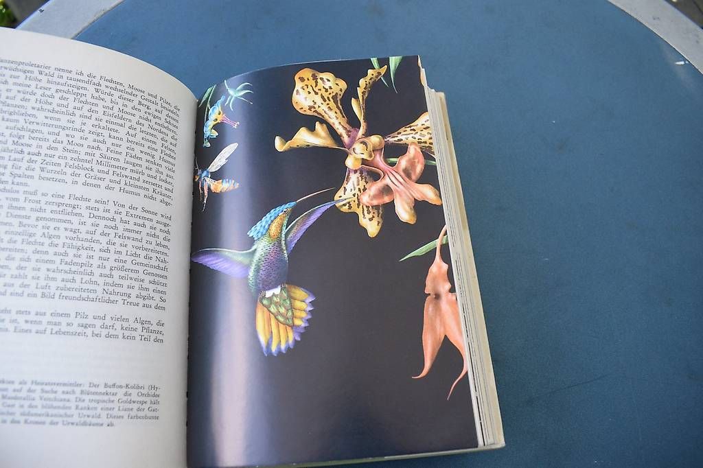 Libri: Die Welt der Planzen – Usato da Brügg BE venduto da Aristotolius 4