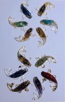 Wunderschöne Koi-Karpfen Sammlung