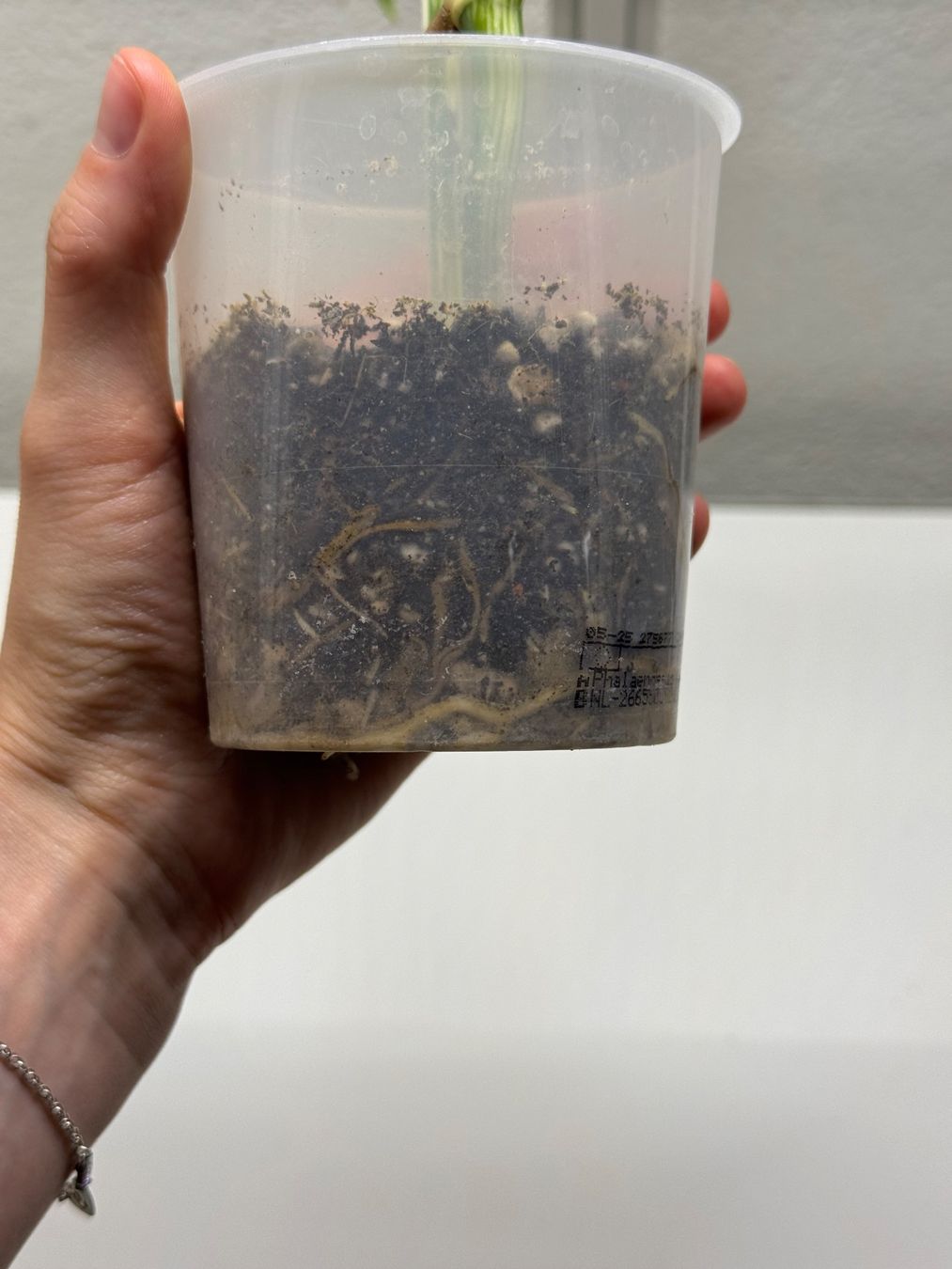 Pflanzen & Samen: Monstera Albo Ableger – Gebraucht aus Goldau von pflanzly 3