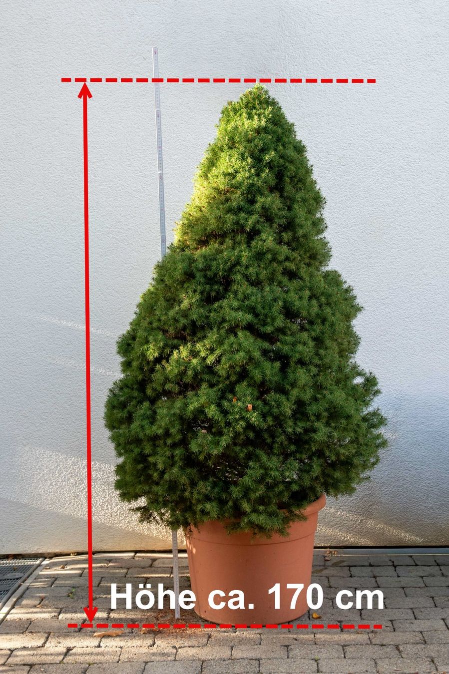 Pflanzen & Samen: Zuckerhutfichte Picea Glauca "Conica" – Gebraucht aus Bünzen von design24