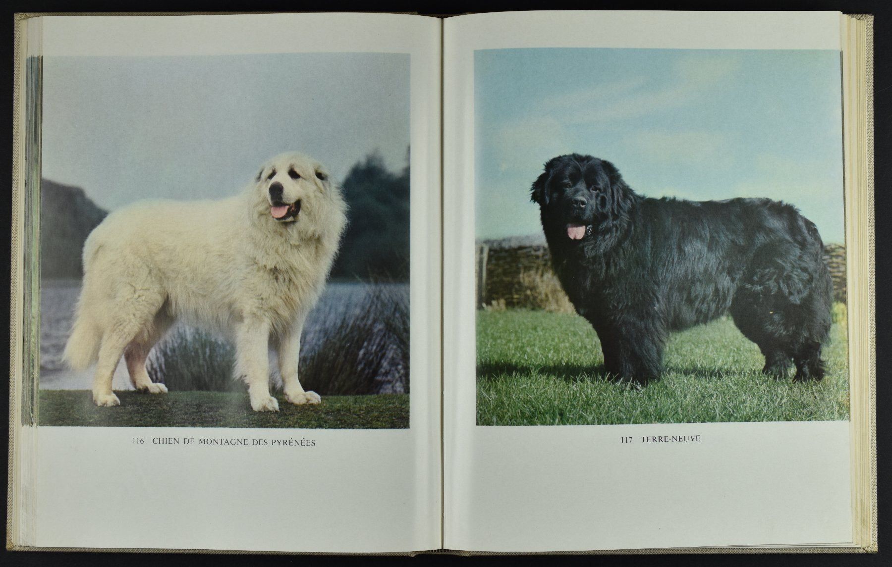Libri: LES PLUS BEAUX CHIENS, 1967 RELIE – Usato da Wetzikon ZH venduto da 2ndandvintage 2