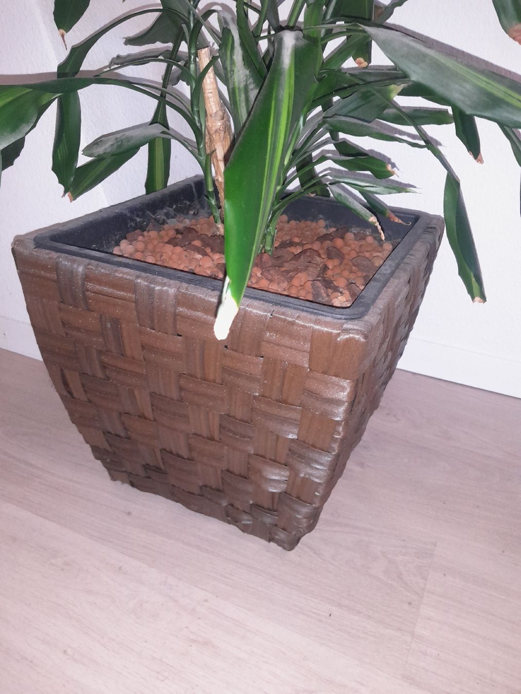 Pflanzen & Samen: Schöne Zimmerpflanze mit Topf – Gebraucht aus Olten von so.bi 2