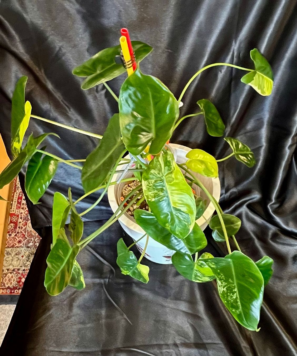 Piante & sementi: Philodendron burle marx variegated – Usato da Zofingen venduto da Erfolg1957 1