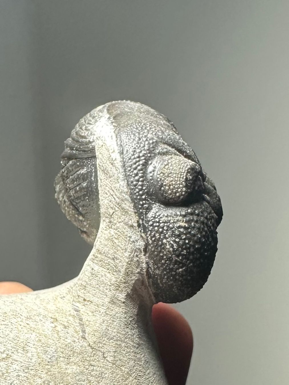 Fossili: Fossiler Trilobit - Phacops africanus – Usato da Lutzenberg venduto da CS65 7