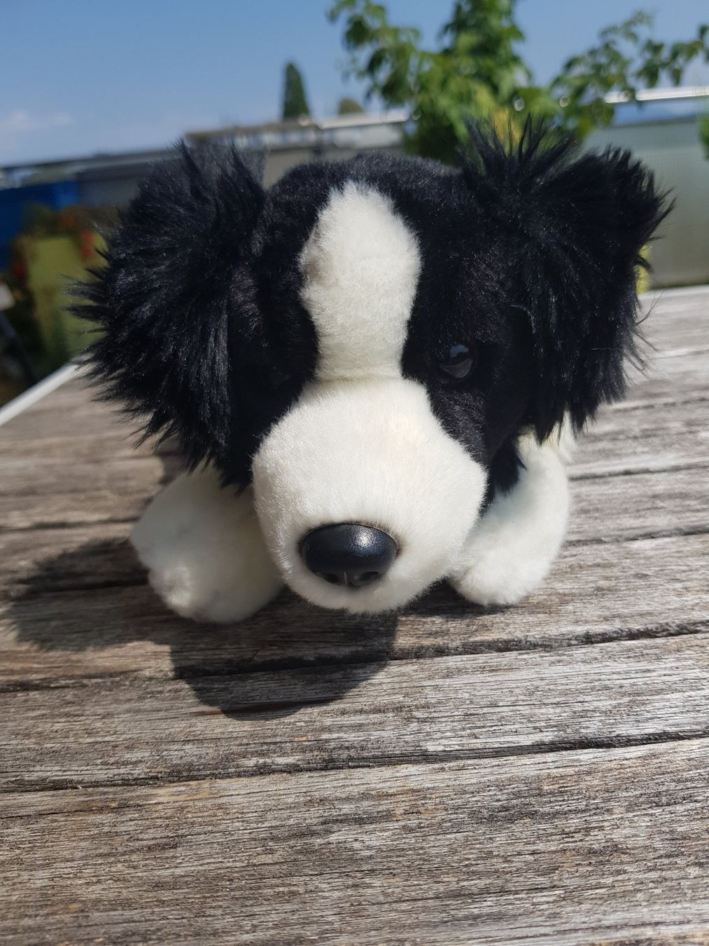 Spielzeuge: Plüschhund schwarz/weiss – Gebraucht aus Jona von dampfnuggi