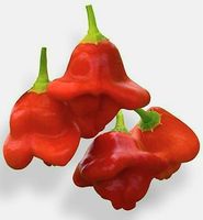 10 Samen Red Lantern Hot Chili oder Bishop Crown (pikanz:5)