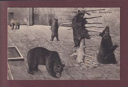 BERN - Bärengraben - 1913
