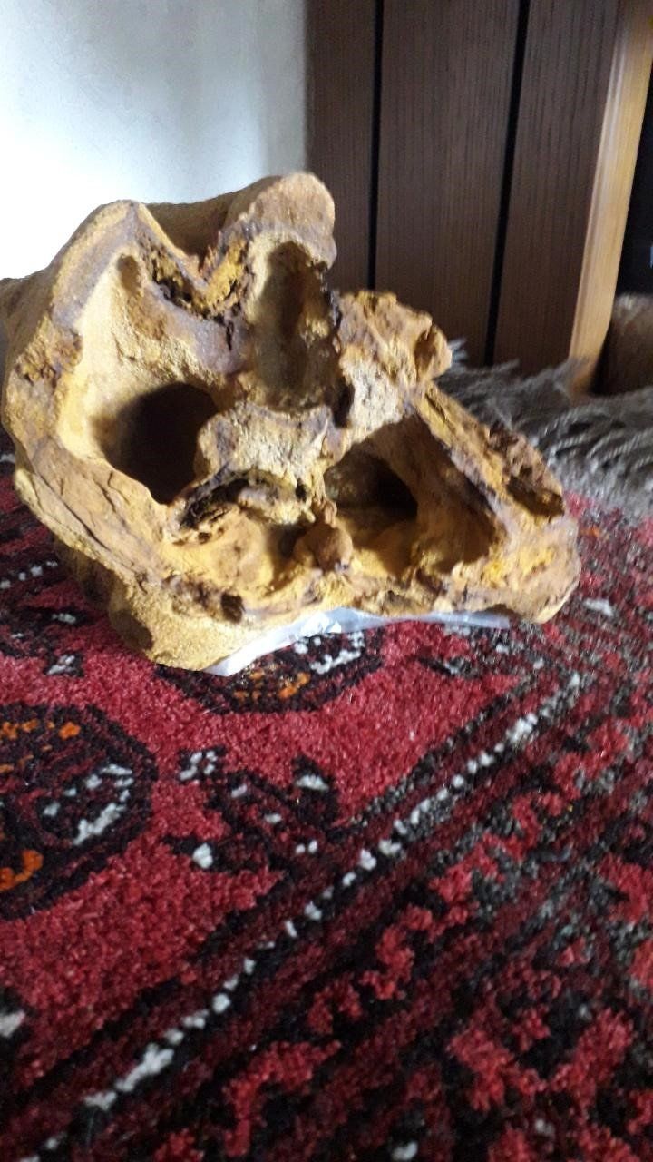 Fossili: Versteinertes Holz – Nuovo (secondo la descrizione) da Neuhausen venduto da terracebc